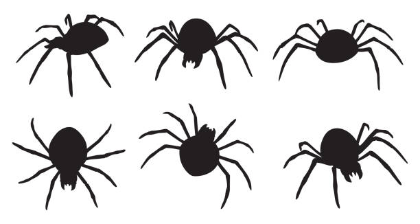 illustrazioni stock, clip art, cartoni animati e icone di tendenza di sei sagome di ragno - ragno