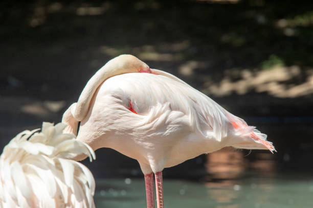 istock Beautiful pink with white tropical flamingo bird 1277197449