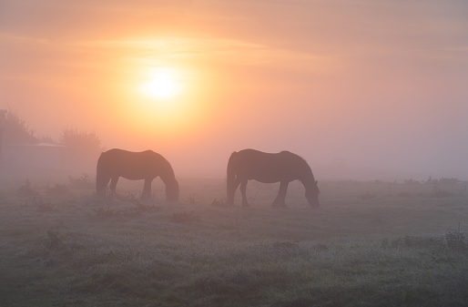 Two horse in a meadow during a foggy sunrise in the countryside.