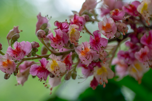 Aesculus carnea pavia red horse chestnut flowers in bloom, bright pink flowering ornamental tree, green leaves