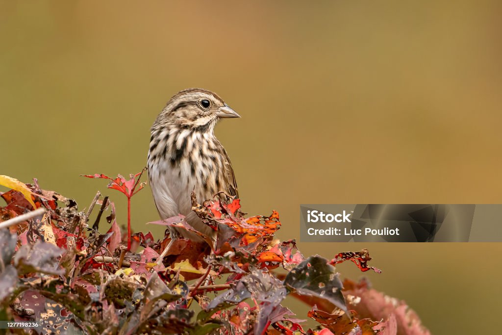 American sparrow resting on an autumn morning American sparrow resting on an autumn morning with a blurred background and copy space Song Sparrow Stock Photo