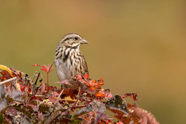 American sparrow resting on an autumn morning American sparrow resting on an autumn morning with a blurred background and copy space songbird stock pictures, royalty-free photos & images