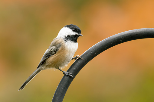 A black-capped chickadee perched on top of my feeder on an autumn morning with a blurred background