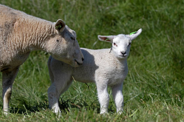 istock Dutch sheep and lambs in the spring 1277198592