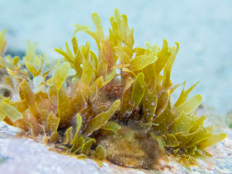 A lot of very disgusting red seaweed sargazo at tropical mexican beach Punta Esmeralda in Playa del Carmen Mexico.