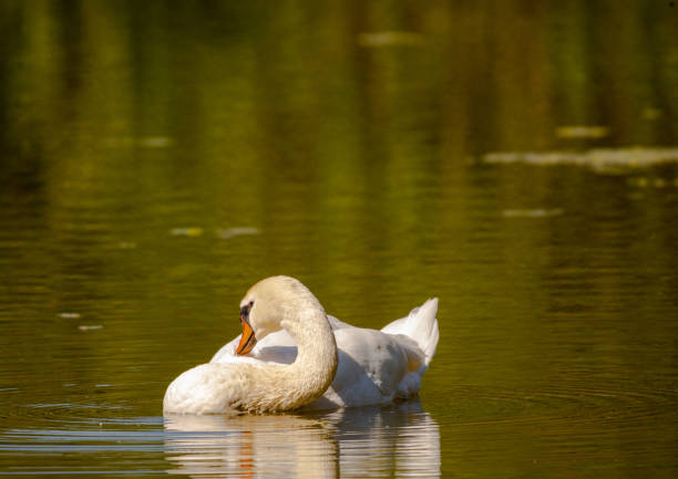 istock A mute swan (Cygnus olor) swims on a small pond in southern Germany 1277198710