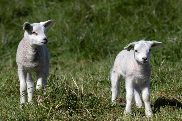 istock Dutch sheep and lambs in the spring 1277198711