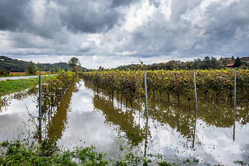 Flooded Vineyard in Autumn.