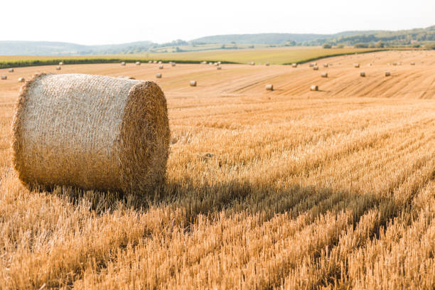 haystacks in autumn field. wheat yellow golden harvest in summer. countryside natural landscape. hay bale - wheat sunset bale autumn imagens e fotografias de stock