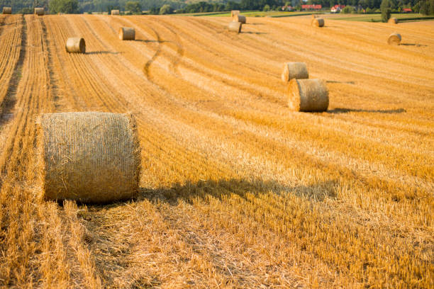 haystacks in autumn field. wheat yellow golden harvest in summer. countryside natural landscape. hay bale - wheat sunset bale autumn imagens e fotografias de stock