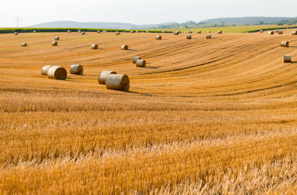 haystacks in autumn field. wheat yellow golden harvest in summer. countryside natural landscape. hay bale - wheat sunset bale autumn imagens e fotografias de stock