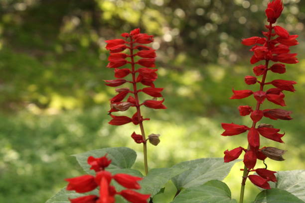 istock Lobelia Cardinalis Flowers 1277201236