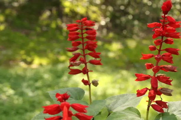 Cardinal flower is loaded with intense red flowers along tall stems reaching 4 inches tall
