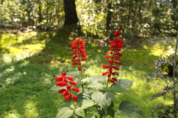 Lobelia Cardinalis Flowers Cardinal flower is loaded with intense red flowers along tall stems reaching 4 inches tall lobelias stock pictures, royalty-free photos & images