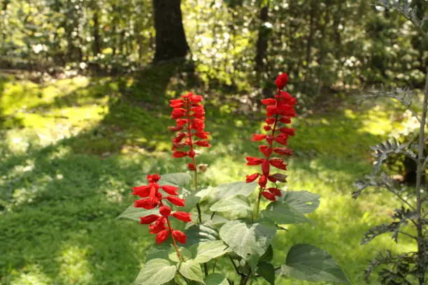 Cardinal flower is loaded with intense red flowers along tall stems reaching 4 inches tall