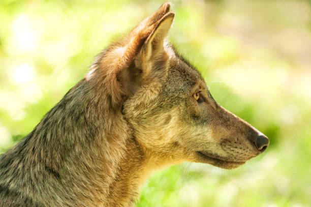 istock Portrait of a Wolf 1277201306