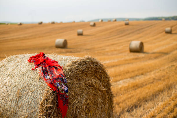 haystacks in autumn field. wheat yellow golden harvest in summer. countryside natural landscape. hay bale with shawl - wheat sunset bale autumn imagens e fotografias de stock