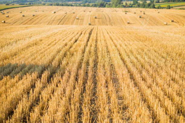 countryside natural landscape. haystacks in autumn field. wheat yellow golden harvest in summer. hay bale - wheat sunset bale autumn imagens e fotografias de stock