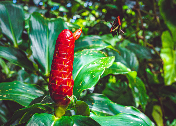 Bright red natural plant called a red button ginger in a tropical forest with a vibrant butterfly