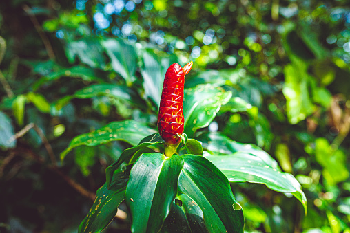 Bright red natural plant called a red button ginger in a tropical forest