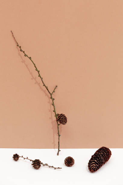 istock Minimal autumn composition. Brunch 
spruce cone decor. Still life. Fall winter concept. 1277202836