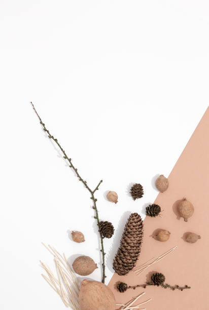 istock Minimal autumn composition. Brunch 
spruce cone decor. Still life. Fall winter concept.  Fall winter wallpaper 1277202869