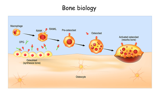 Bone Biology. Role of RANK, RANKL, and OPG. bone remodeling. Bone is broken down by osteoclasts, and rebuilt by osteoblasts. Receptor activator of RANKL is the mediator of bone resorption. Osteoprotegerin (OPG). Paracrine and endocrine actions of bone. functions of secretory proteins from osteoblasts, osteocytes, and osteoclasts