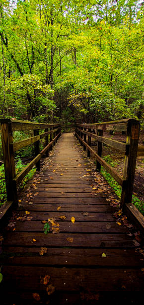 istock Wooden Bridge Leading to the Woods 1277204411