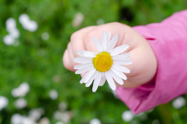 istock Little girl's hand presenting daisy 1277204509