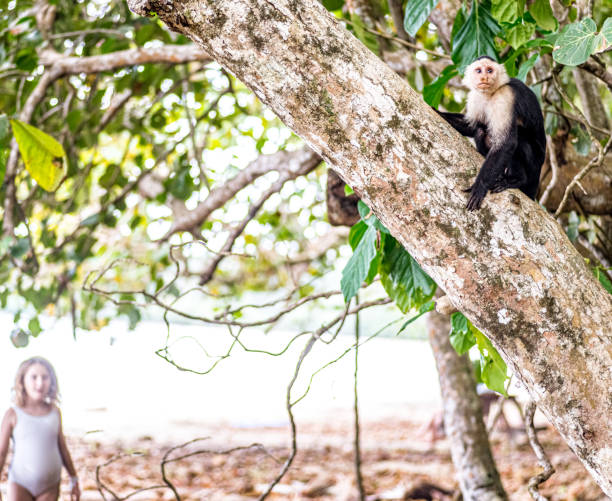 istock Girl spots a wild monkey in the rainforest 1277204557