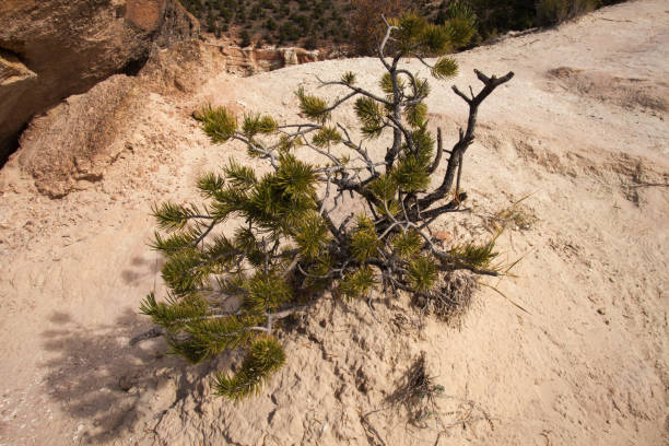 Limber Pine (Pinus flexilis) in Petrified Forest State Park, Escalante. UT. USA