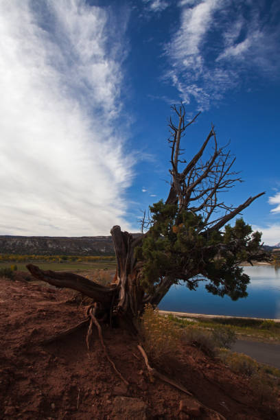 istock Petrified Forest State Park Escalante 2298 1277204707