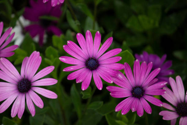 istock Brightly colored African daisy flowers 1277205358