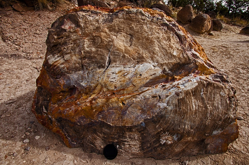 Colorful petrified wood in the Petrified Forest National Park, Escalante. Utah