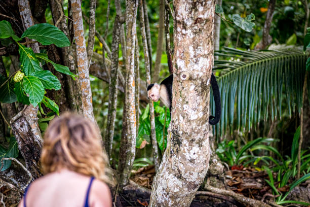 istock Girl spots a wild monkey in the rainforest 1277205422