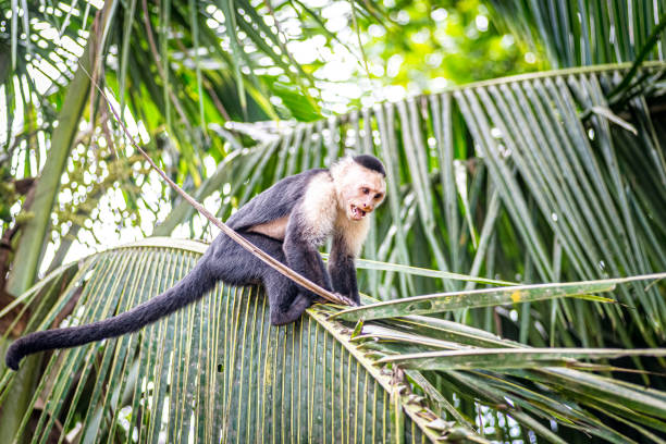 istock Costa Rica monkey in the wild 1277205794