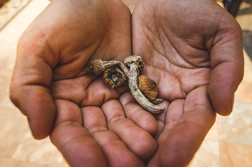Psilocybin mushrooms being held by human hands. Dried hallucinogenic magic mushrooms in human hands.