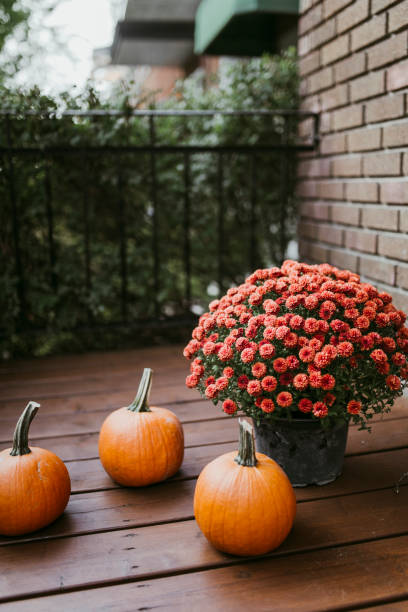 istock Pumpkins and orange flowers on a porch 1277207579