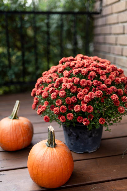 istock Pumpkins and orange flowers on a porch 1277207587