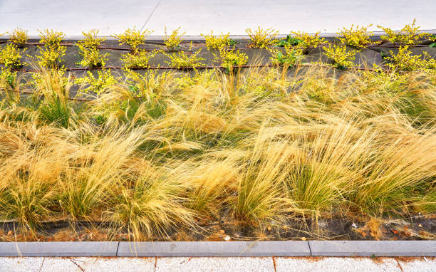 istock Area with new planting on weed control block with irrigation system. 1277208881