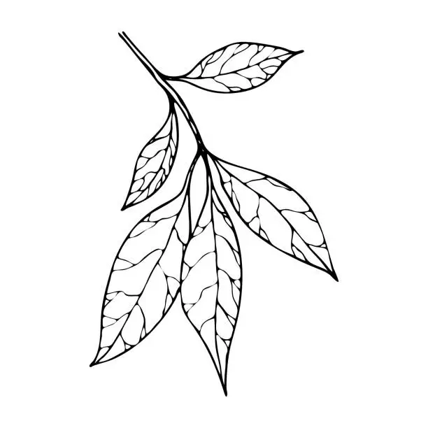 Vector illustration of Vector contour leaf