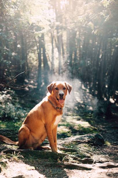 istock Dog in the woods 1277210585