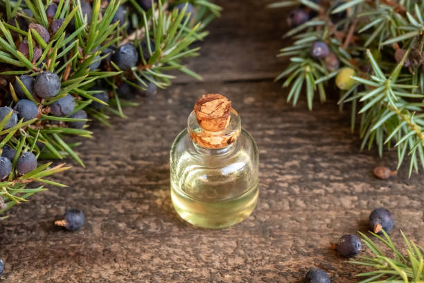 istock A bottle of essential oil with fresh juniper 1277210906