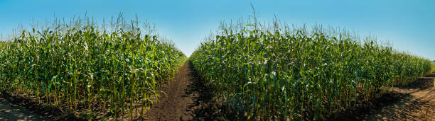 istock panorama of experimental corn plantations, cultivation by sectors, demonstration sowing 1277211633