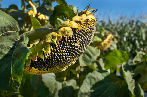 istock flowers with ripe sunflower black seeds 1277211665