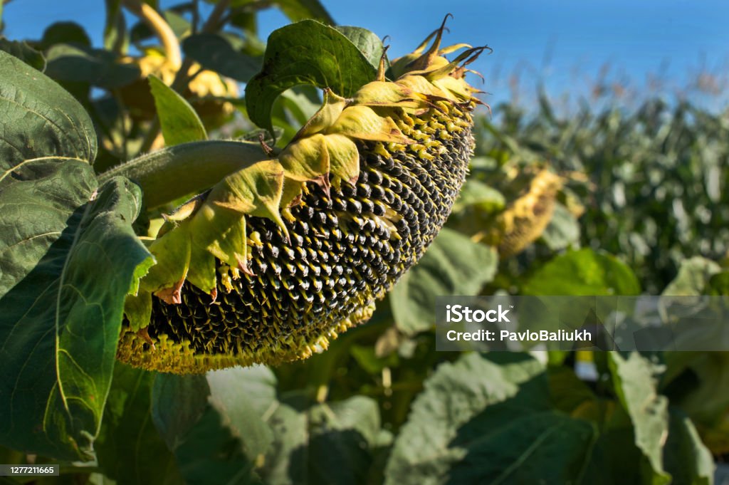 flowers with ripe sunflower black seeds sunflower flower with ripe black seeds. Field of Mature crops. Sunflower Stock Photo