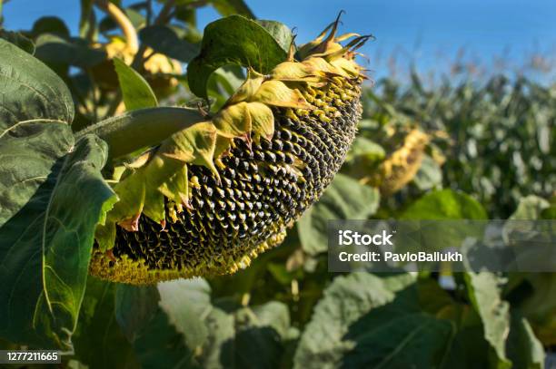 Flowers With Ripe Sunflower Black Seeds Stock Photo - Download Image Now - Sunflower, Head, Seed