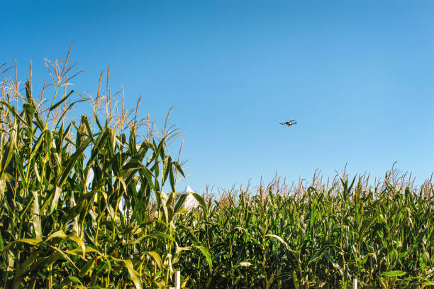 istock Flying drone above cornfield. concept drone survey in agriculture 1277211753