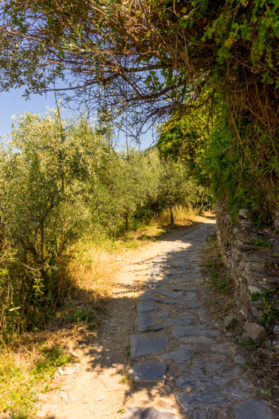 istock Italy, Cinque Terre, Corniglia, a path with trees on the side of a river 1277212032