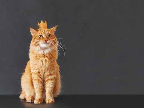 Cute ginger cat with awesome expression on face and golden crown on head posing like lion on black background with copy space. Symbol of your inner self.